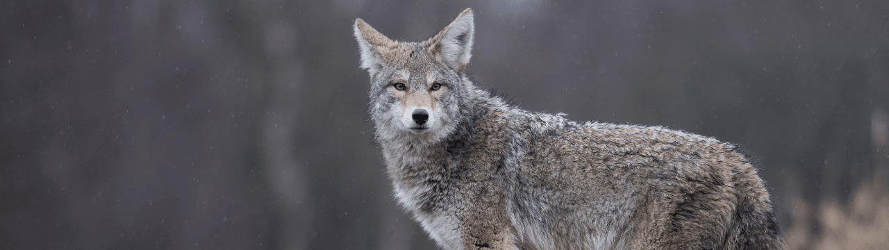 Coyote Image