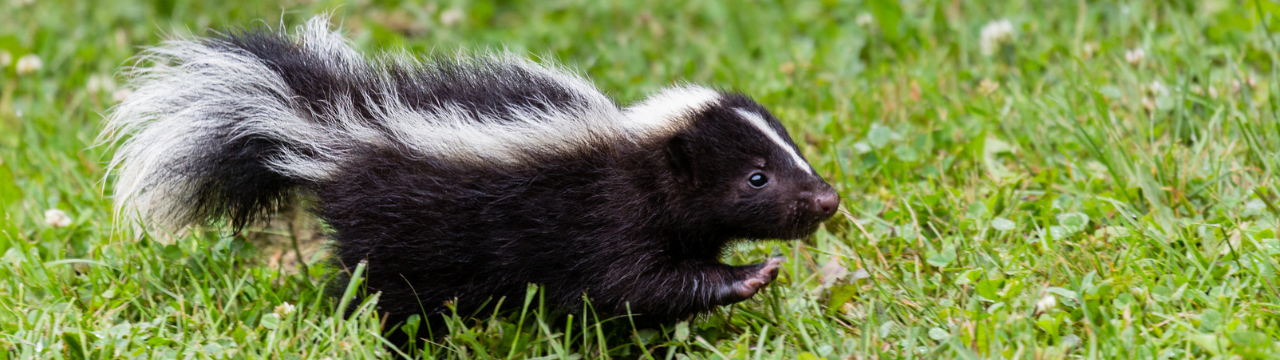 Skunk Image