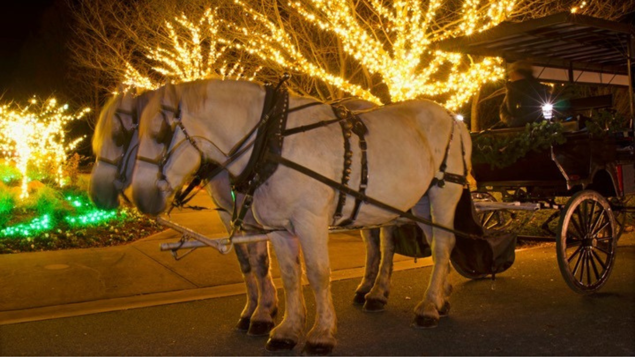 Carriage Rides 