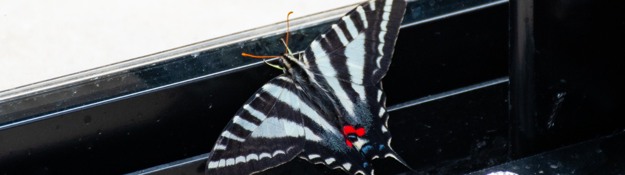Butterfly Conservatory